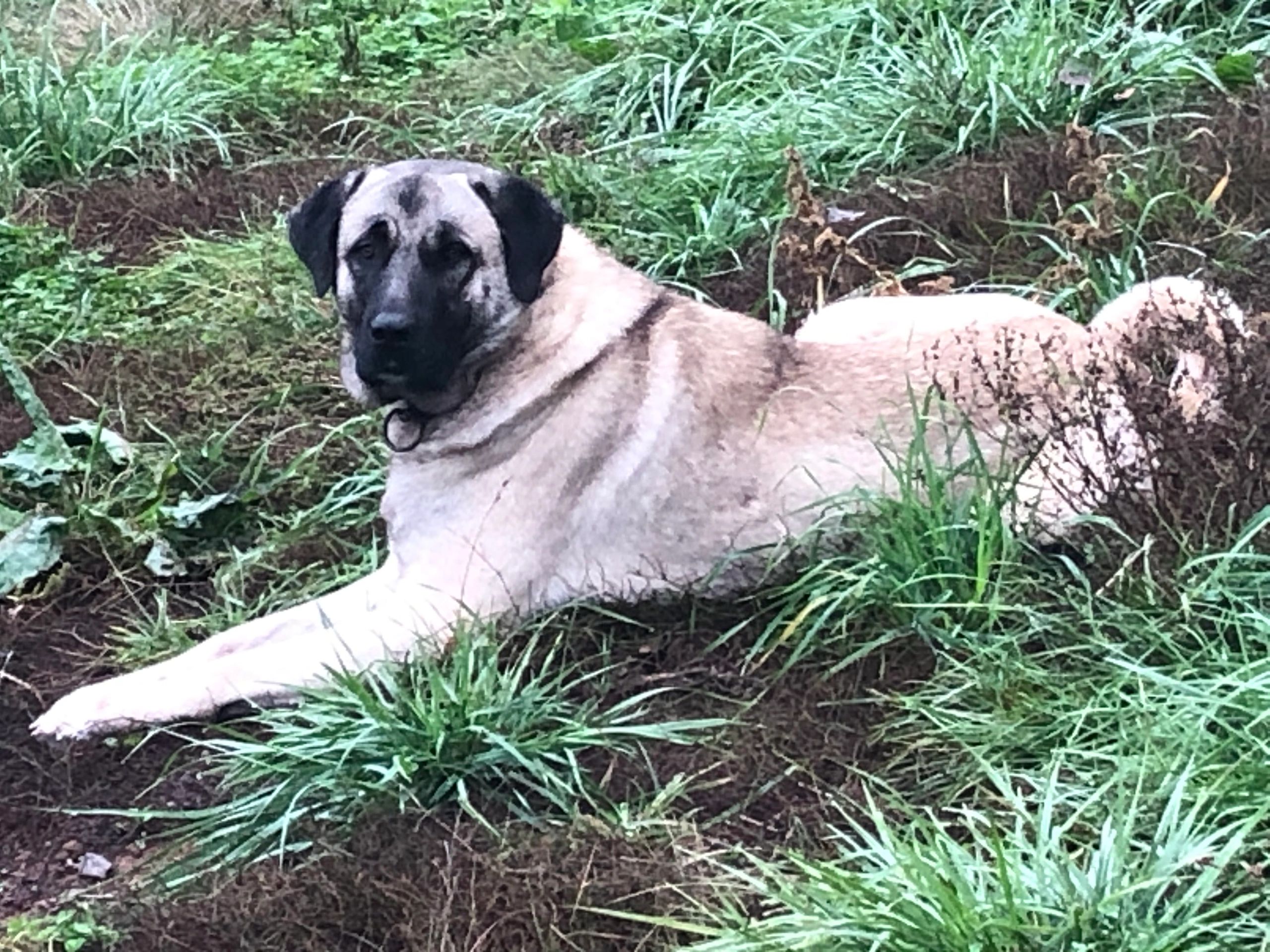 Kangal breeder, Kangal dogs for sale, Turkish Kangal Dog